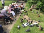 Feeding-the-Birds